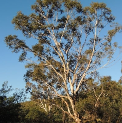 Eucalyptus viminalis (Ribbon Gum) at Greenway, ACT - 21 Dec 2016 by MichaelBedingfield