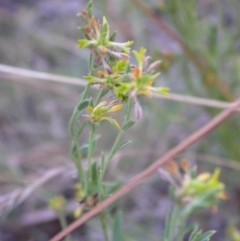 Pimelea curviflora (Curved Rice-flower) at Hackett, ACT - 15 Jan 2017 by waltraud