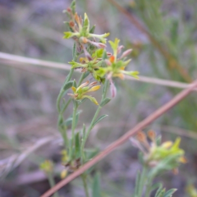 Pimelea curviflora (Curved Rice-flower) at Hackett, ACT - 15 Jan 2017 by waltraud