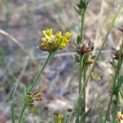 Pimelea curviflora at Hackett, ACT - 15 Jan 2017