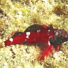 Enneapterygius rufopileus at Murrah, NSW - 28 Jan 2017 by narelle