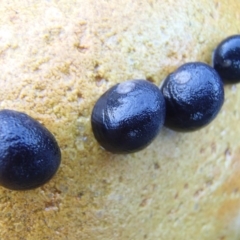 Nerita melanotragus (Black Nerite) at Murrah, NSW - 17 Jan 2017 by narelle