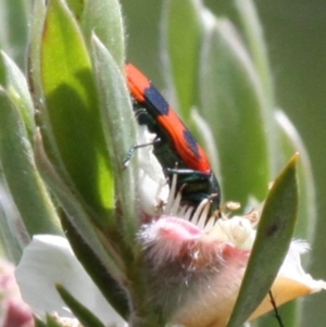 Castiarina sp. (genus) at Mount Clear, ACT - 26 Dec 2016