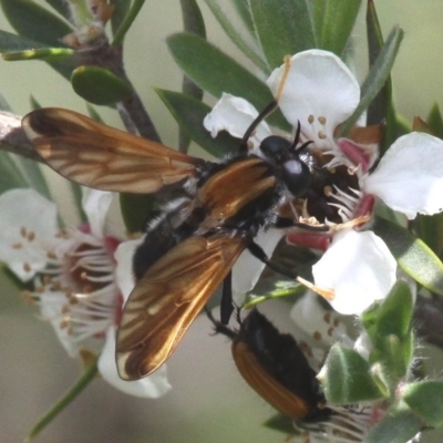 Pelecorhynchus fulvus (Orange cap-nosed fly) at Mount Clear, ACT - 26 Dec 2016 by HarveyPerkins