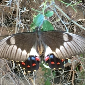 Papilio aegeus at Fraser, ACT - 28 Jan 2017