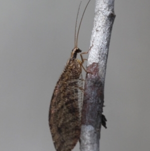 Stenosmylus sp. (genus) at Mount Clear, ACT - 30 Dec 2015 02:34 PM