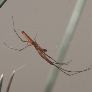 Tetragnatha sp. (genus) at Duffy, ACT - 30 Apr 2016 02:51 PM