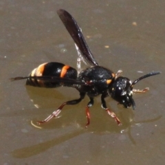 Eumeninae (subfamily) (Unidentified Potter wasp) at Mount Clear, ACT - 27 Jan 2017 by HarveyPerkins