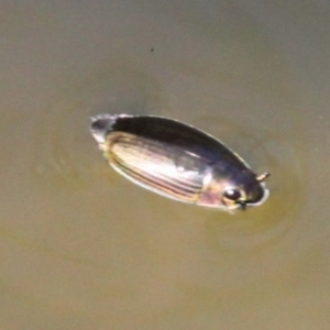 Macrogyrus sp. (genus) at Molonglo Gorge - 26 Jan 2017