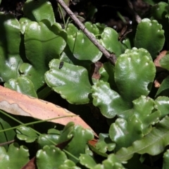 Marchantia berteroana (Liverwort) at Gibraltar Pines - 22 Jan 2017 by HarveyPerkins