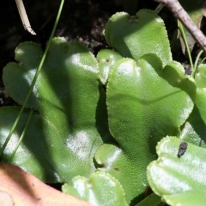 Marchantia berteroana at Paddys River, ACT - 22 Jan 2017 12:28 PM