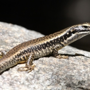 Eulamprus heatwolei at Paddys River, ACT - 22 Jan 2017