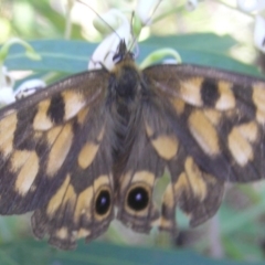 Heteronympha cordace at Cotter River, ACT - 28 Jan 2017