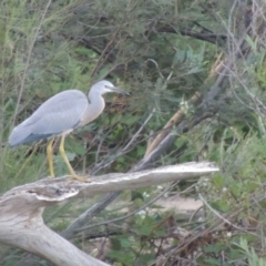 Egretta novaehollandiae (White-faced Heron) at Pine Island to Point Hut - 21 Dec 2016 by michaelb