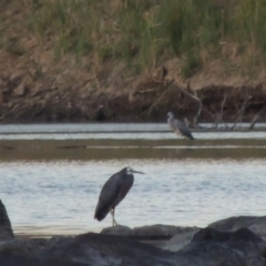 Egretta novaehollandiae (White-faced Heron) at Point Hut to Tharwa - 6 Feb 2014 by michaelb