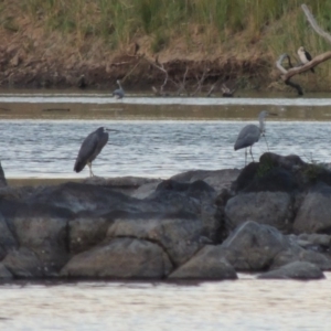 Egretta novaehollandiae at Point Hut to Tharwa - 6 Feb 2014