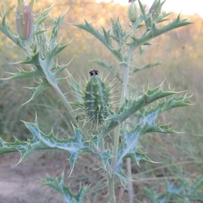 Argemone ochroleuca subsp. ochroleuca (Mexican Poppy, Prickly Poppy) at Greenway, ACT - 21 Dec 2016 by MichaelBedingfield