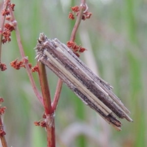 Clania lewinii & similar Casemoths at Greenway, ACT - 21 Dec 2016 08:31 PM