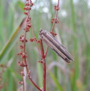 Clania lewinii at Greenway, ACT - 21 Dec 2016