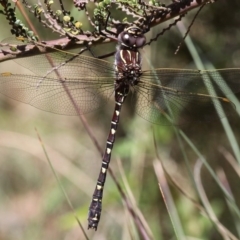 Austroaeschna inermis (Whitewater Darner) at Cotter River, ACT - 16 Jan 2016 by HarveyPerkins