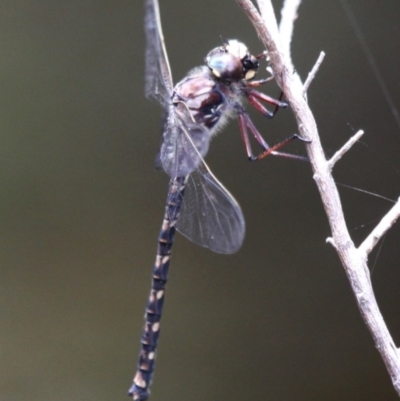 Austroaeschna atrata (Mountain Darner) at Cotter River, ACT - 13 Jan 2017 by HarveyPerkins