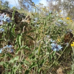 Oxypetalum coeruleum at Deakin, ACT - 18 Dec 2016 08:47 AM