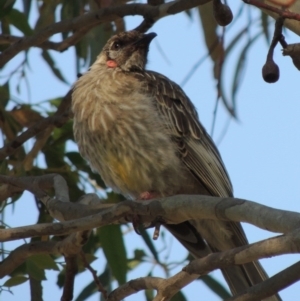 Anthochaera carunculata at Greenway, ACT - 21 Dec 2016