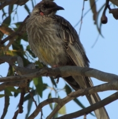 Anthochaera carunculata at Greenway, ACT - 21 Dec 2016