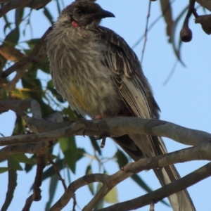 Anthochaera carunculata at Greenway, ACT - 21 Dec 2016