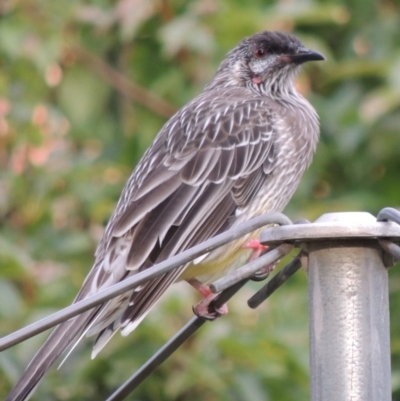 Anthochaera carunculata (Red Wattlebird) at Conder, ACT - 4 Nov 2016 by michaelb