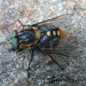 Scaptia patula at Kambah, ACT - 27 Jan 2010