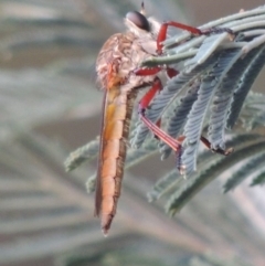 Asilinae sp. (subfamily) (Unidentified asiline Robberfly) at Pine Island to Point Hut - 21 Dec 2016 by michaelb