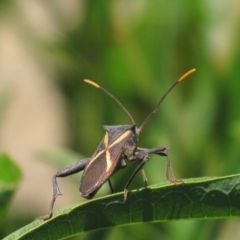 Mictis profana (Crusader Bug) at Red Hill, ACT - 22 Jan 2017 by Ratcliffe