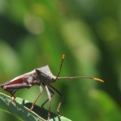 Mictis profana at Red Hill, ACT - 22 Jan 2017