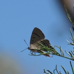 Jalmenus ictinus (Stencilled Hairstreak) at Red Hill, ACT - 22 Jan 2017 by Ratcliffe