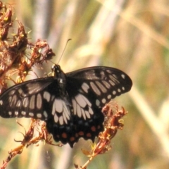 Papilio anactus (Dainty Swallowtail) at Red Hill, ACT - 22 Jan 2017 by Ratcliffe