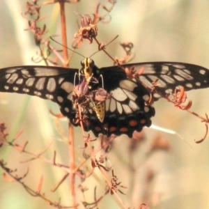 Papilio anactus at Red Hill, ACT - 22 Jan 2017 11:21 AM