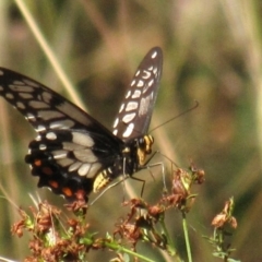 Papilio anactus at Red Hill, ACT - 22 Jan 2017 11:21 AM