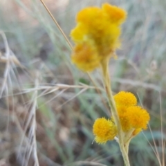 Chrysocephalum apiculatum at O'Malley, ACT - 29 Jan 2017 10:50 AM