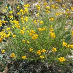 Chrysocephalum semipapposum (Clustered Everlasting) at O'Malley, ACT - 28 Jan 2017 by Mike