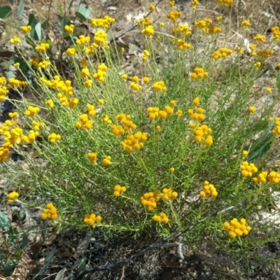 Chrysocephalum semipapposum (Clustered Everlasting) at O'Malley, ACT - 29 Jan 2017 by Mike