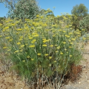 Foeniculum vulgare at Symonston, ACT - 29 Jan 2017 10:14 AM