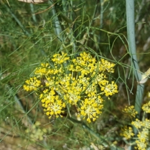 Foeniculum vulgare at Symonston, ACT - 29 Jan 2017 10:14 AM