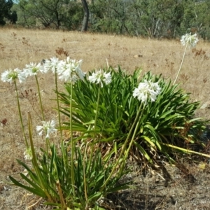 Agapanthus praecox subsp. orientalis at Jerrabomberra, ACT - 29 Jan 2017 10:11 AM