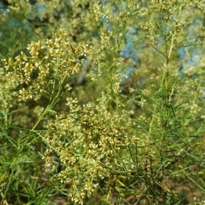 Cassinia quinquefaria (Rosemary Cassinia) at Symonston, ACT - 29 Jan 2017 by Mike