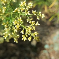 Cassinia quinquefaria at Symonston, ACT - 29 Jan 2017