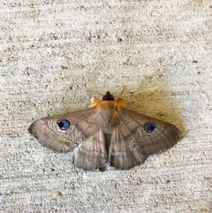 Dasypodia selenophora at Watson, ACT - 29 Jan 2017 11:07 AM