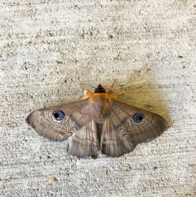 Dasypodia selenophora (Southern old lady moth) at Watson, ACT - 29 Jan 2017 by salthorse