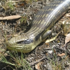 Tiliqua scincoides scincoides (Eastern Blue-tongue) at Bullen Range - 28 Jan 2017 by MatthewFrawley