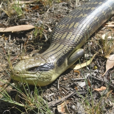 Tiliqua scincoides scincoides (Eastern Blue-tongue) at Greenway, ACT - 28 Jan 2017 by MatthewFrawley